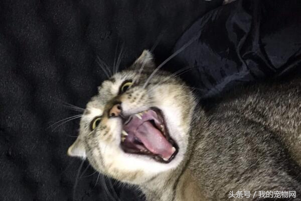 猫咪在家乱拉屎是什么原因,猫咪在家里乱拉尿怎么办