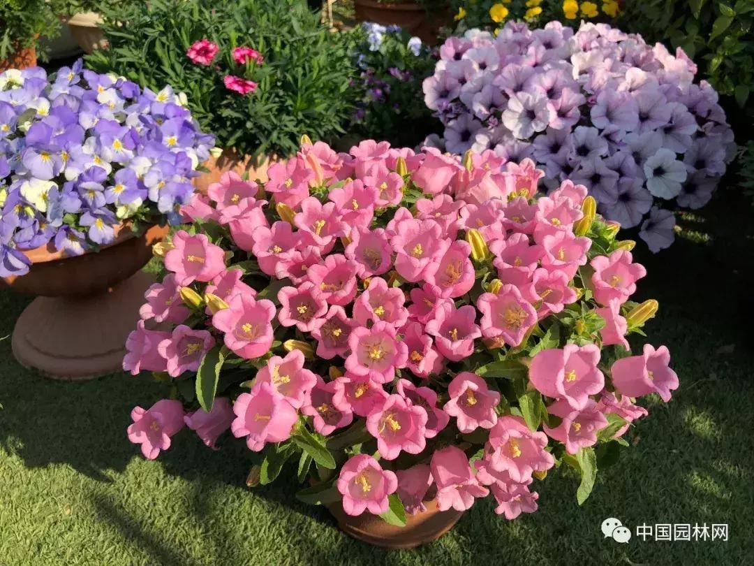 风铃草欣赏,风铃草的生长特点