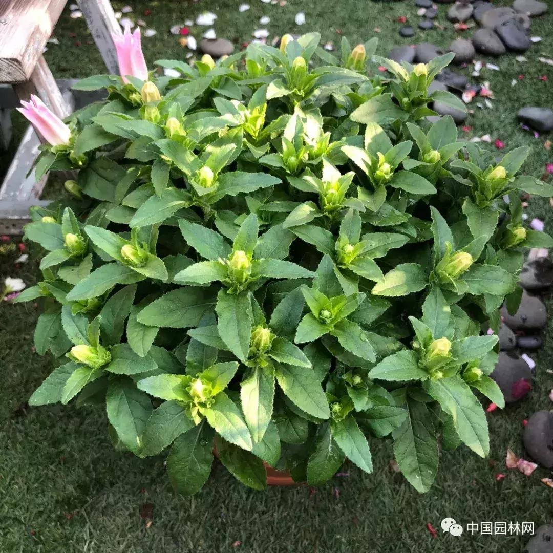 风铃草欣赏,风铃草的生长特点