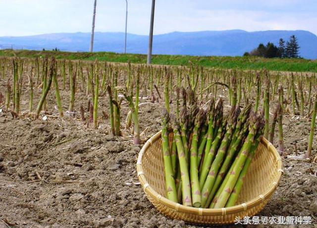 芦笋一年能采摘多少次,芦笋真的是一年四季采摘的吗