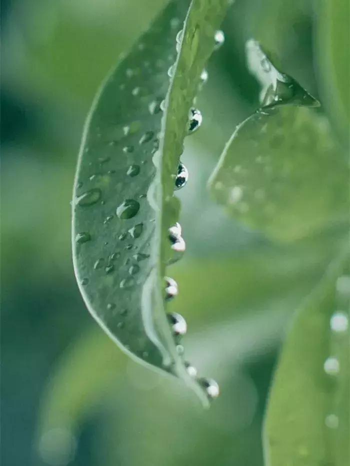 秋，总是多雨，凉风习习，雨落成诗，一起来欣赏吧