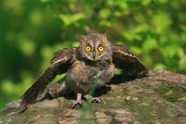 夜猫子来家有什么说法,夜猫子进宅咋回事