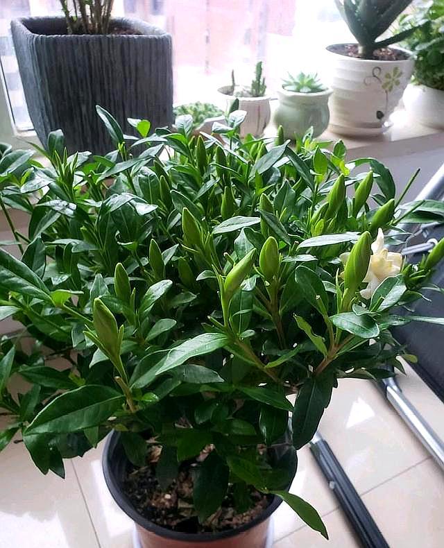 栀子花黄叶后怎么处理最好,刚买的栀子花黄叶掉花苞该怎么办