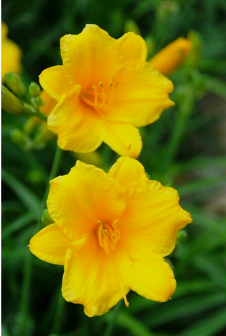 金娃娃萱草能吃吗,金娃娃萱草几月开花