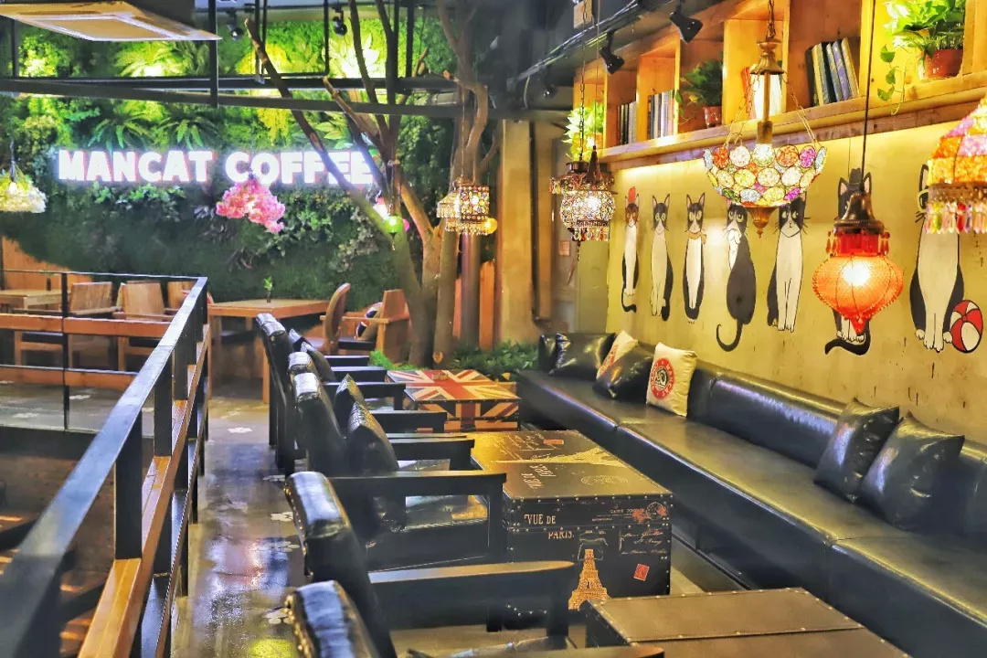 在漫猫喝咖啡，那种无忧的心情，仿佛随着维也纳音符飘到云间……