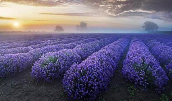 上海周边游：77薰衣岛璞缇别墅度假村，寻梦园香草农场，没见过的