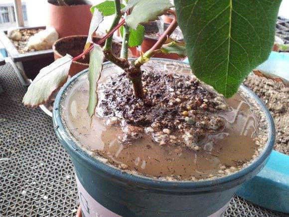 浇花如何防止土板结,浇花怕落水