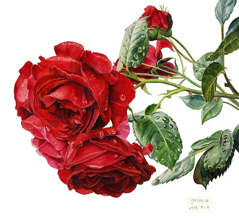 她画的超写实水彩花卉美到窒息,让人惊艳的水彩画