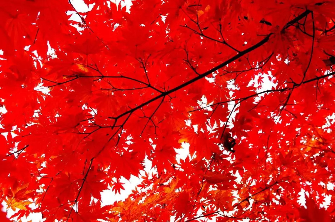 敦化寒葱岭红叶谷风景,吉林红叶最新视频