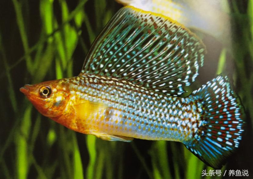 适合新手饲养的观赏鱼玛丽鱼,热带鱼好看又好养排行玛丽鱼