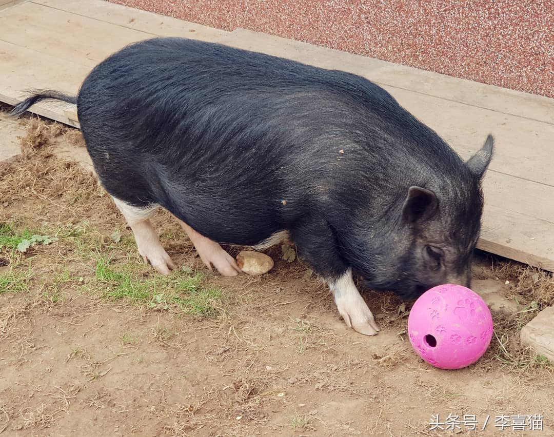 什么宠物猪可爱最好养呢,宠物猪的饲养方法