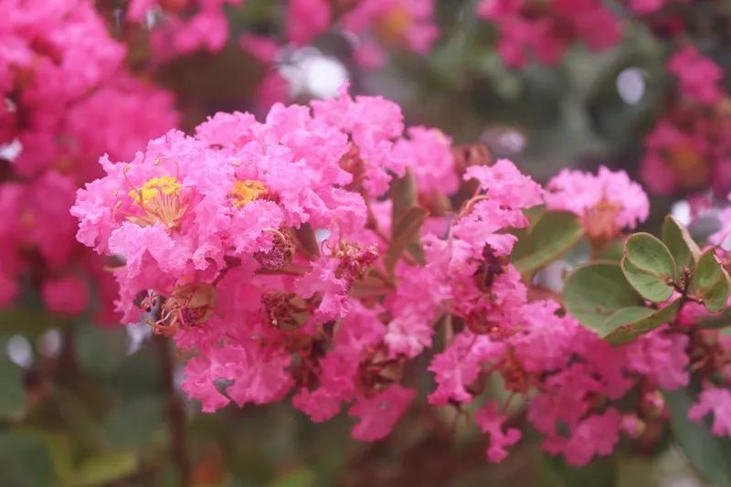 最好看的紫薇花美景,初秋靓丽的紫薇花