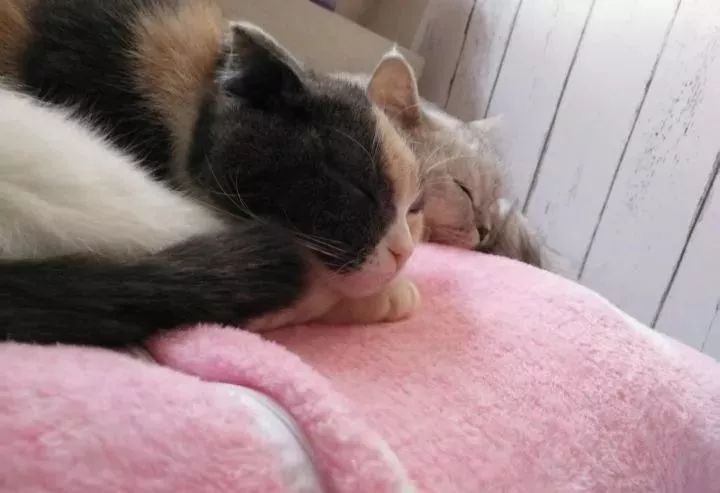 如何惹烦一只猫,如何惹猫咪生气