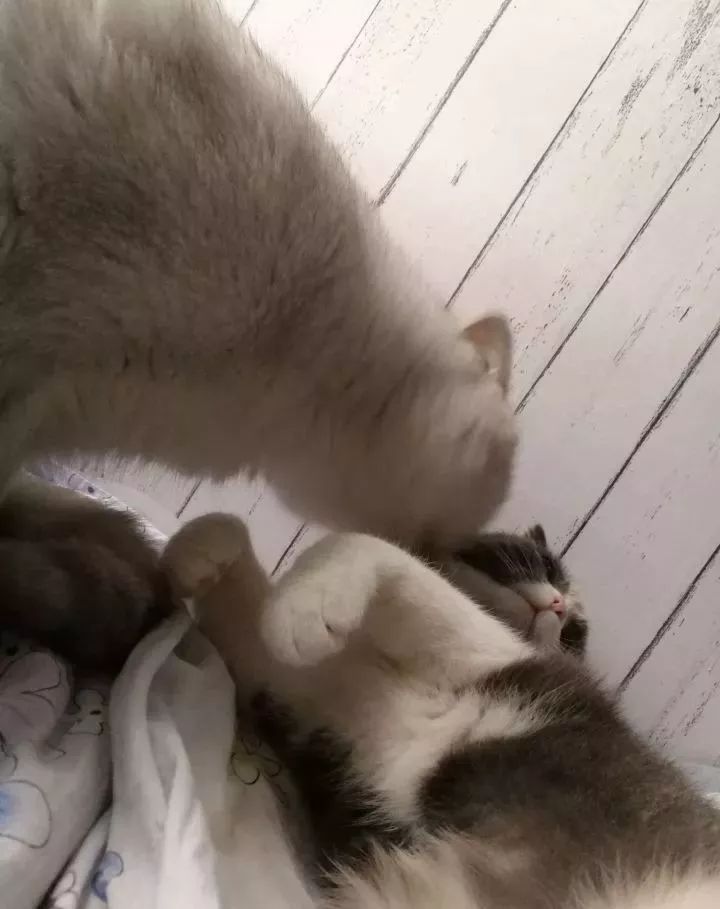 如何惹烦一只猫,如何惹猫咪生气