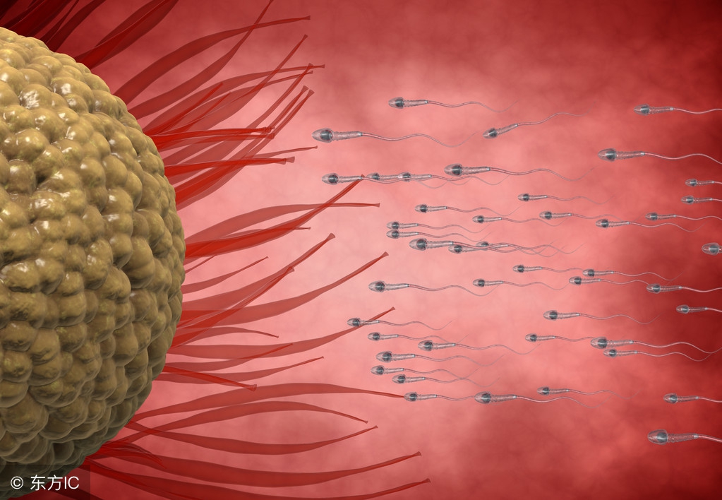 怎么才能抓住排卵期最好时机,如何准确推算排卵期有助于怀孕