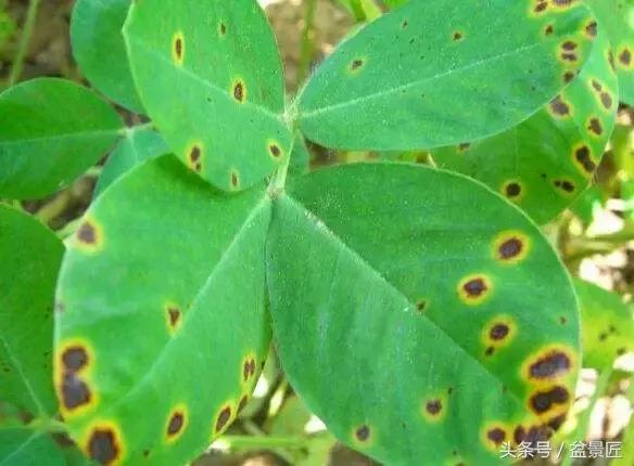常见的黄叶病虫害,花草常见病害及防治