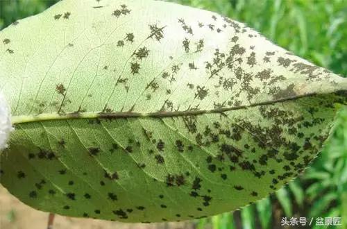 花草枯叶病如何防治图片,花卉病害大全及防治药剂