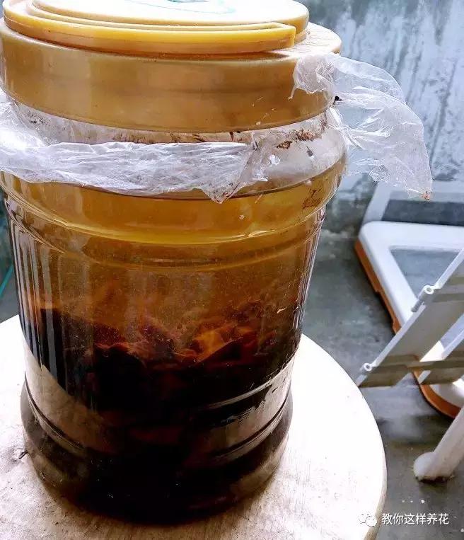 绿萝洗干净就可以水养了么,绿萝吊兰长势慢