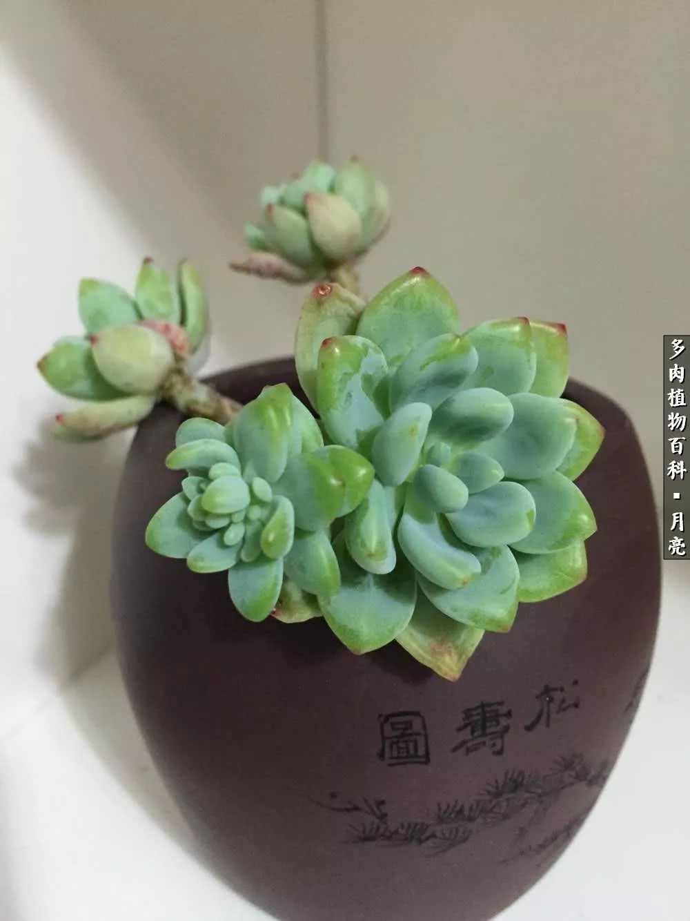 养了五年多肉没一盆“干货”？终于总结出原因了！