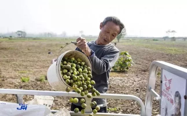 赣榆人讨厌的这个野果子，有人专门来捡赚钱，榨油吃了能防癌……