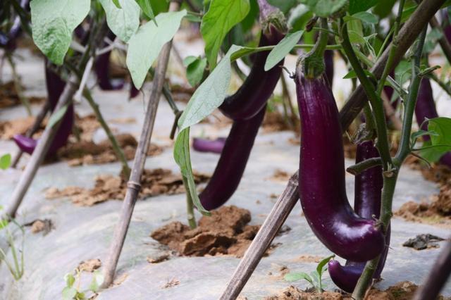 茄子种植根茎细怎么办,茄子种植前如何处理