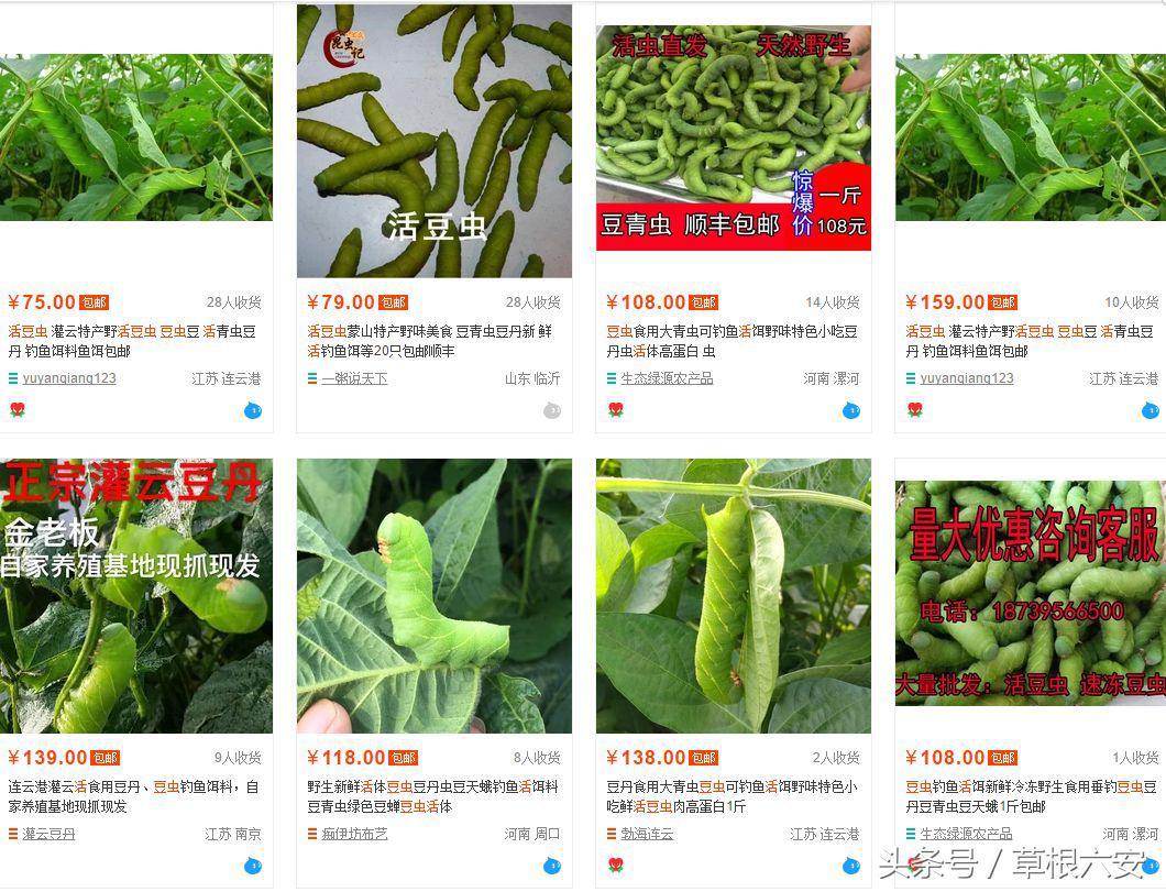 六安这种常见的虫子,竟然卖到了180一斤!你家附近有吗?