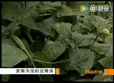 六安这种常见的虫子,竟然卖到了180一斤!你家附近有吗?