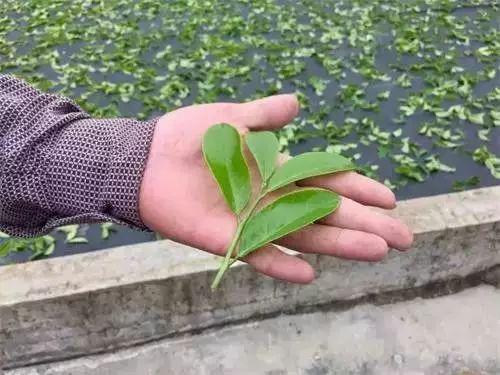 好茶一般有没有梗,好茶带什么茶梗