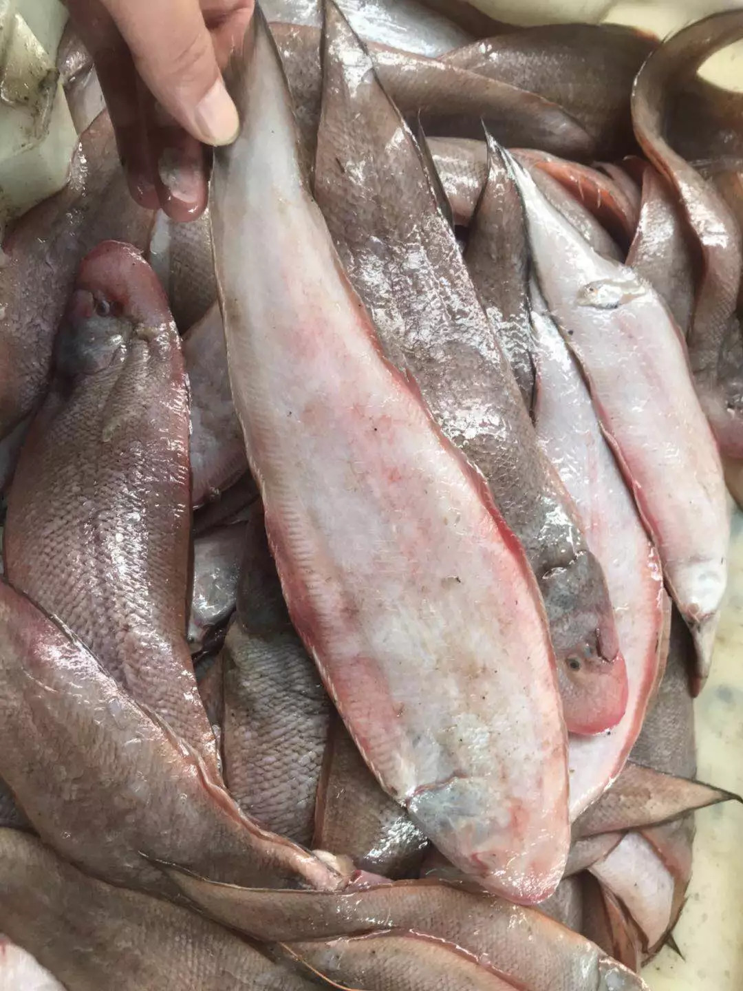 虾皮特级无盐补钙儿童,含钙量最高的食物排名虾皮和牛肉