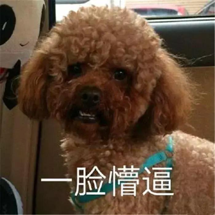 养泰迪十大副作用,养泰迪的基本常识