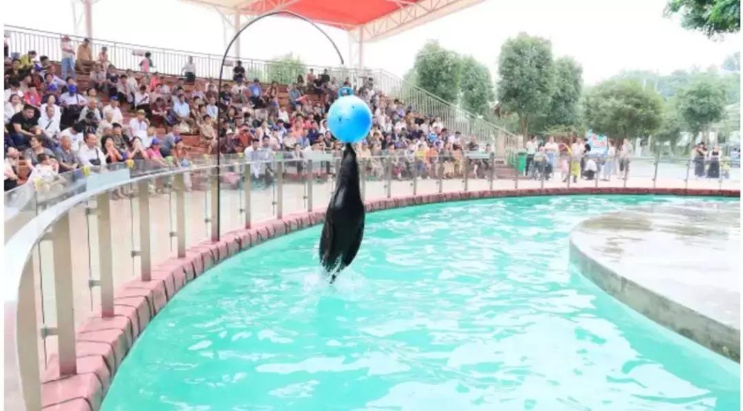 跟着萌宠过国庆，准备好迎接惊喜了吗？