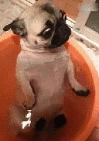 washbody,washbody解析