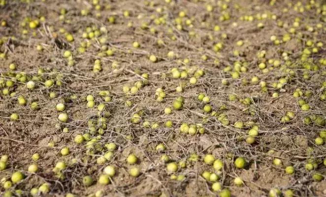 绵阳人讨厌的这个野果子，有人专门来捡赚钱……