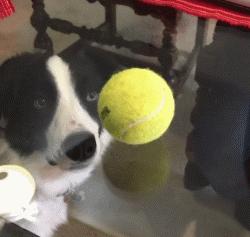 边牧狗狗有多聪明,边牧属于智商高的狗吗