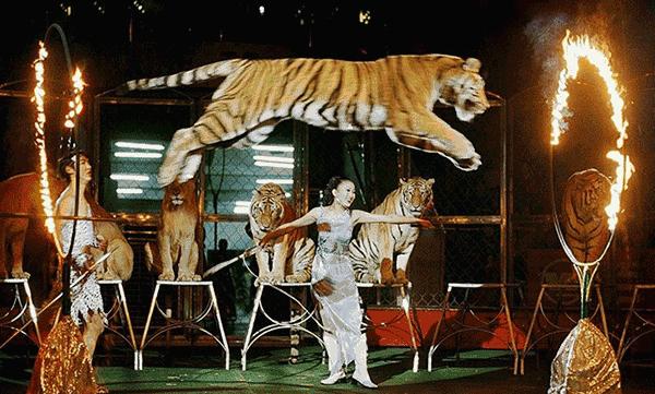 终于定了！世界皇家马戏嘉年华空降淮北吾悦广场！