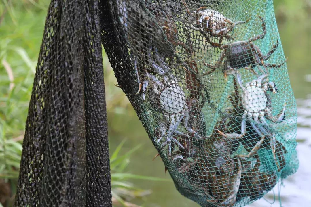 沙家浜芦苇荡游玩体验感想,沙家浜风起芦苇荡