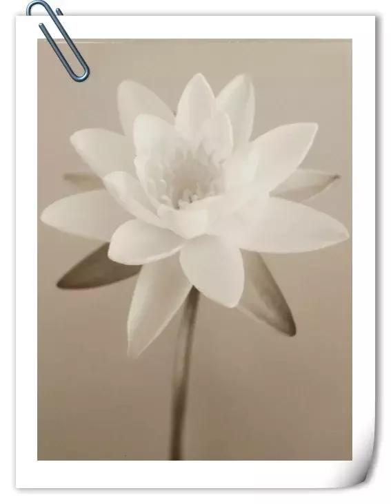 你是我心上的花美文,文字的美文