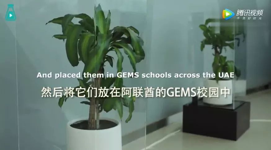 连续30天辱骂一盆花会怎么样,对植物骂30天会怎么样