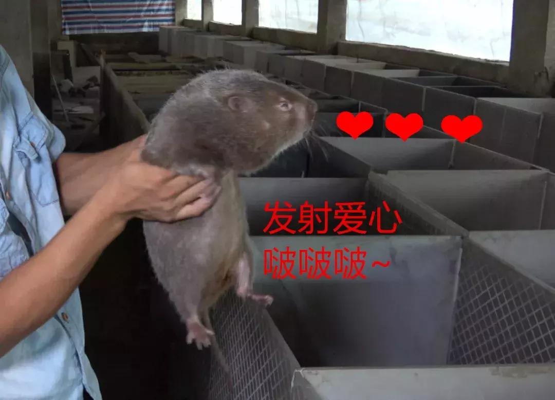 华农兄弟养竹鼠,华农兄弟养竹鼠的视频