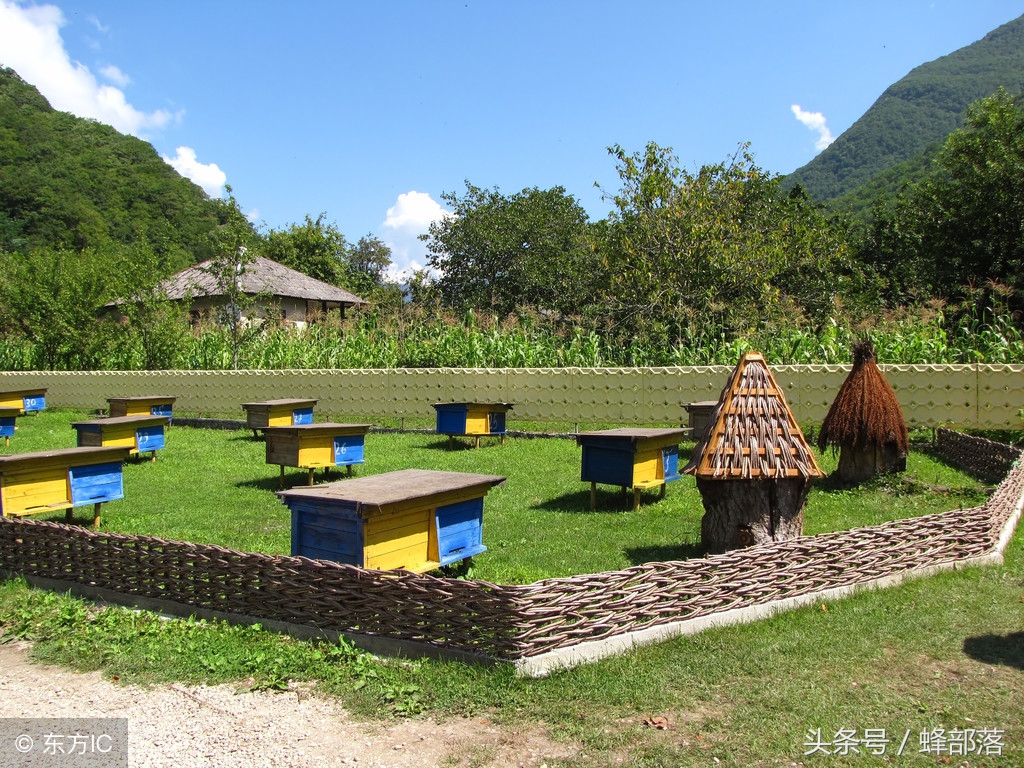 老蜂农用什么防治中蜂巢虫,老蜂农如何育蜂王