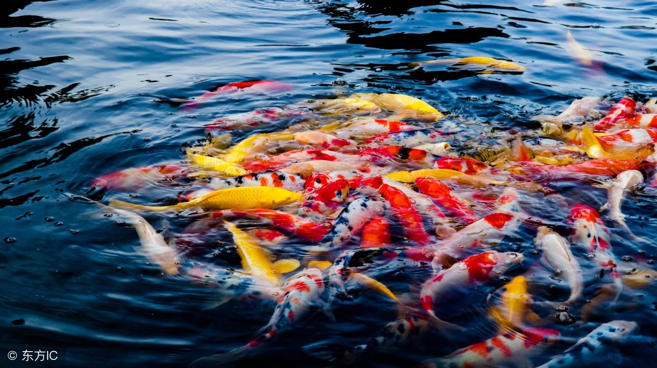 好运锦鲤喂养,好运锦鲤咋弄的