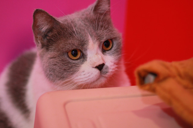 上海魔都奇妙减压馆,魔都减压视频完整版