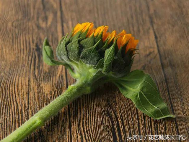 摘下来的向日葵如何养活,向日葵的养护方法和注意事项图文