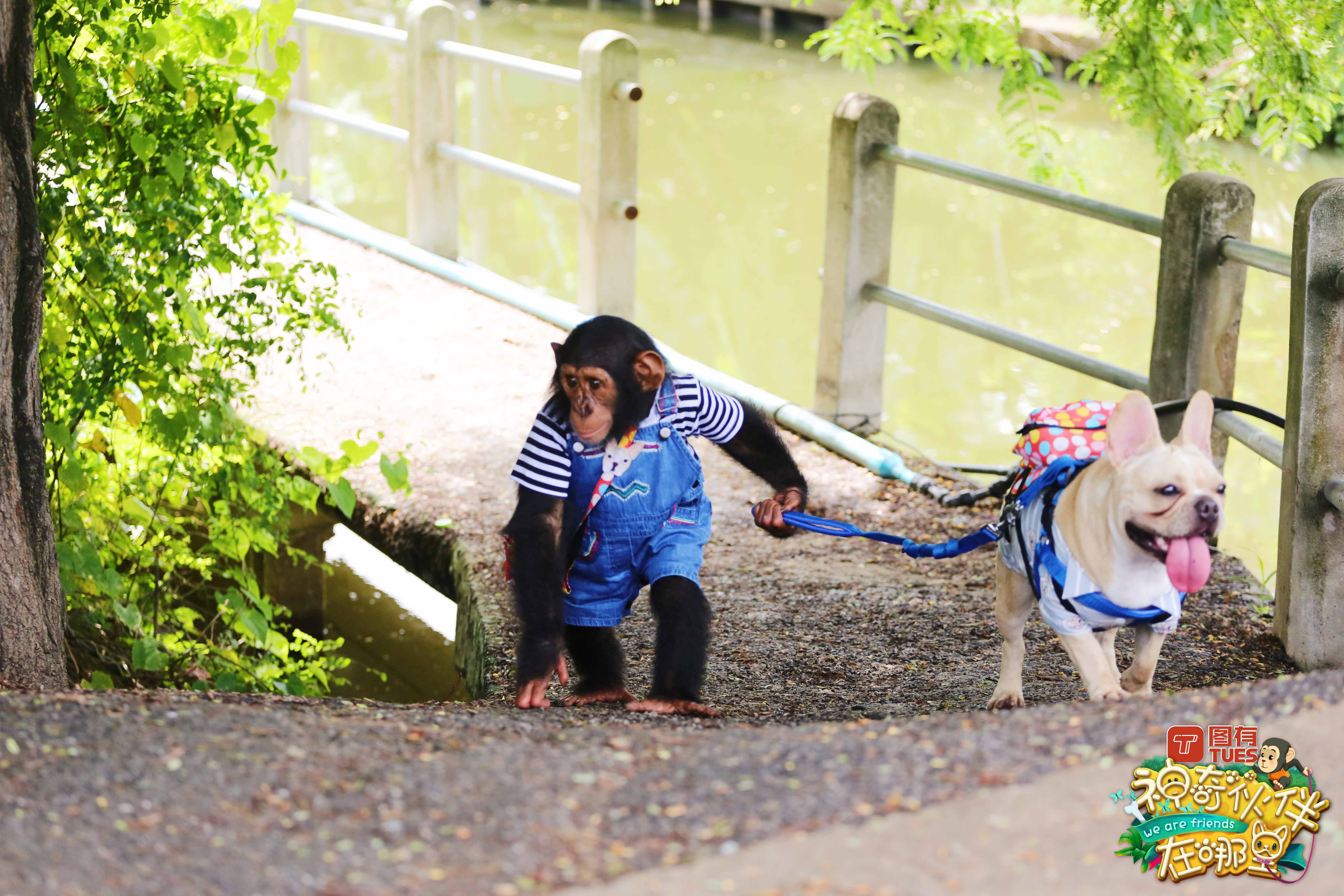 这档动物互动秀有什么治愈“疗法”？解读《神奇伙伴》快乐密码
