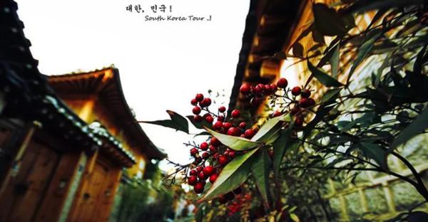 到济州岛旅行行程,济州岛一年往返12次