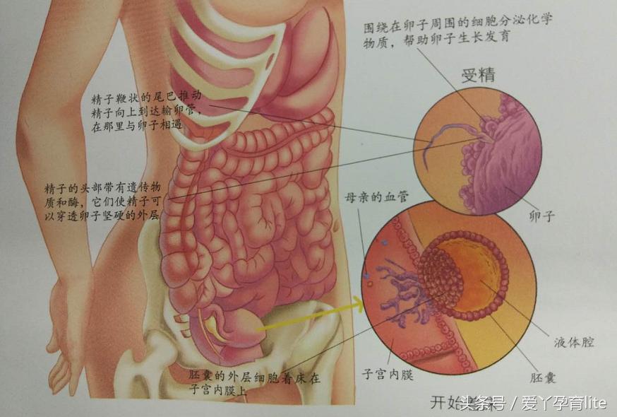 30岁孕妈该注意事项,高龄孕妇怀孕1个月成功率