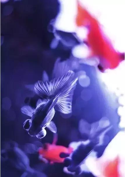 金鱼养眼,十大观赏小型金鱼