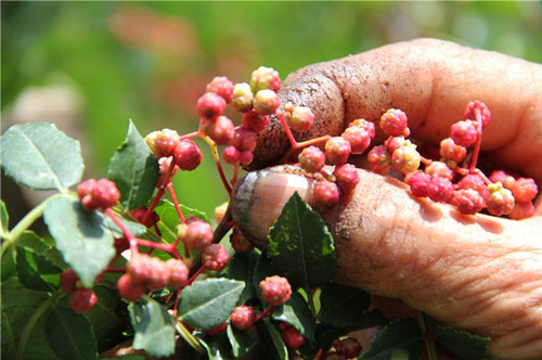 花椒什么时候采摘晒出来颜色好看,花椒怎么采摘视频教程
