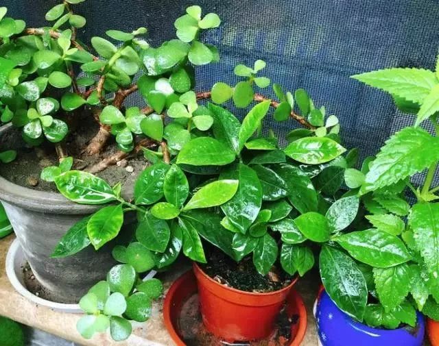 给花浇凉白开,给花浇多菌灵水会怎样