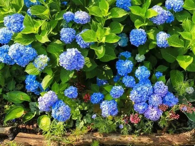 给花浇凉白开,给花浇多菌灵水会怎样